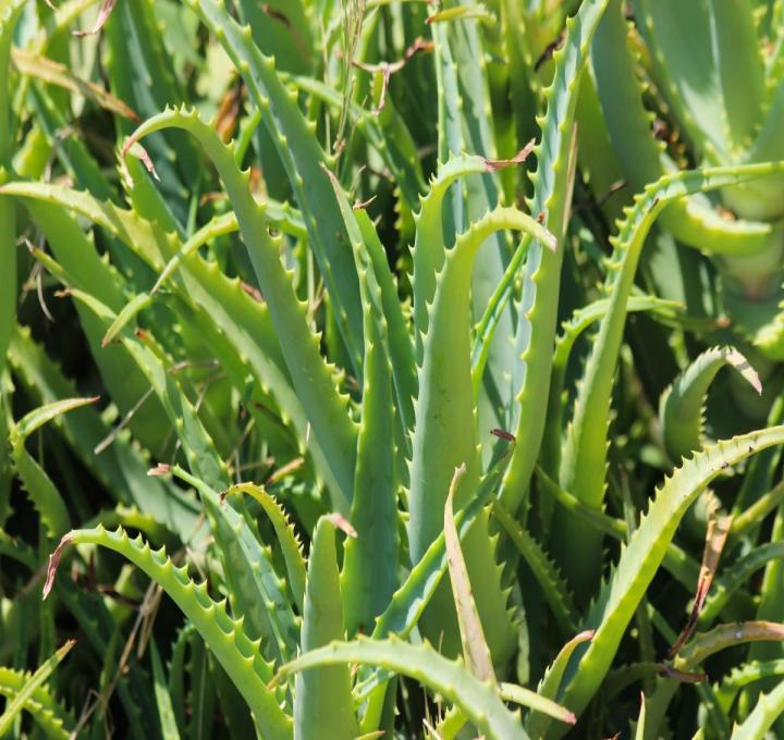 aloevera-4603530_1920_0.jpg