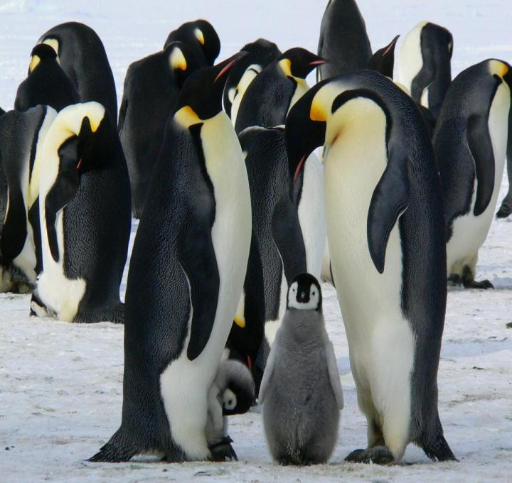 emperor-penguins-429128_1920_0.jpg