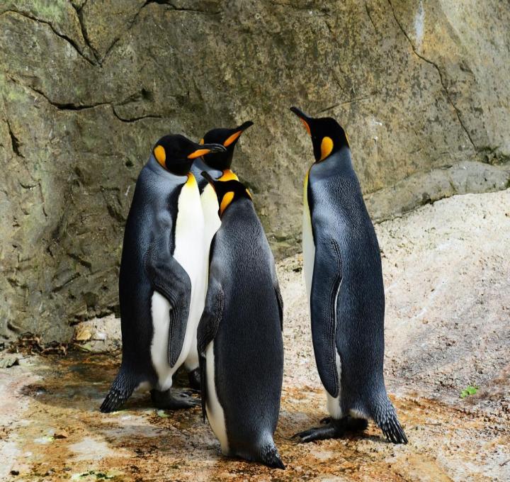 king-penguins-384252_1920_0.jpg