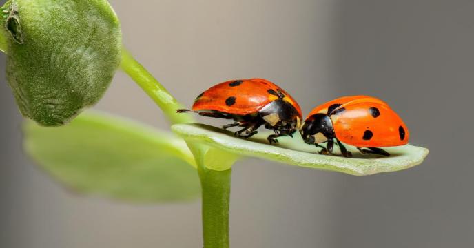 ladybugs-g55345ebad_1920_0.jpg