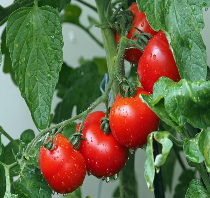 tomatoes-1561565_1920_0.jpg