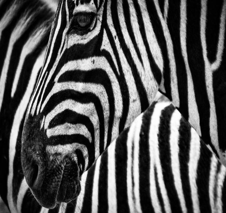 zebra-gbfcaceb6f_1920_0.jpg