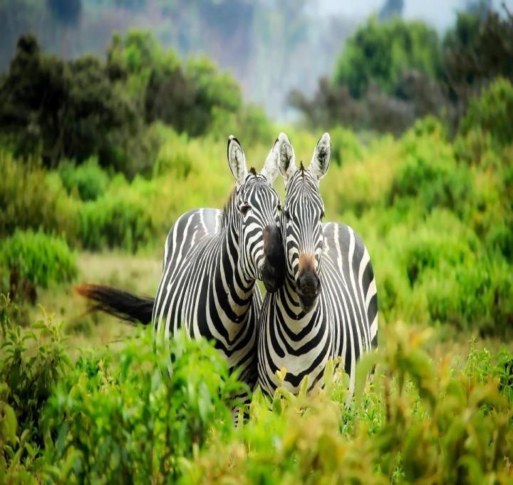 zebras-g1ba6ce7e0_1920_0.jpg
